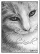 Little Cat ACEO Ebay Auction