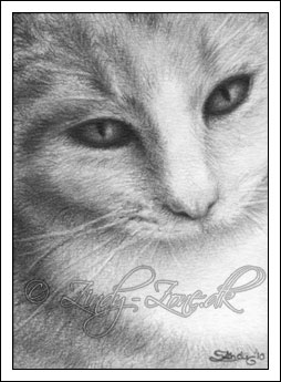 Little Cat Kitten ACEO drawing by Zindy S. D. Nielsen