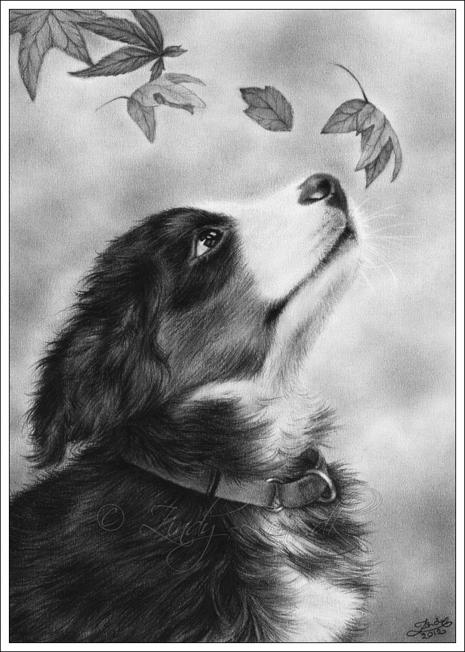 Autumn Puppy Bernese Mountain Dog