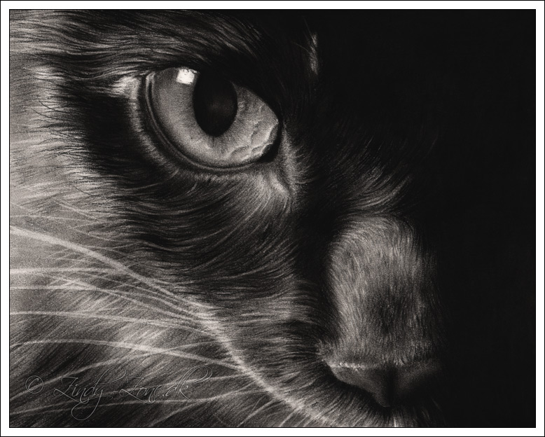 Black Beauty Cat
