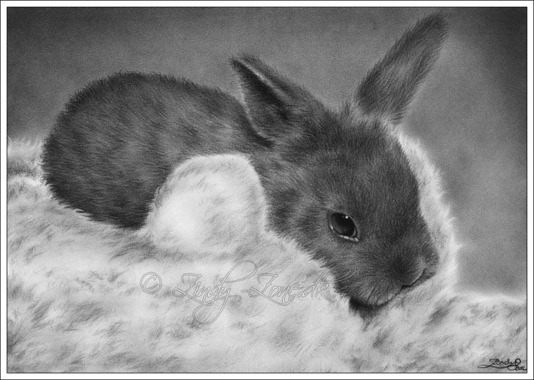 Bunny for Helene