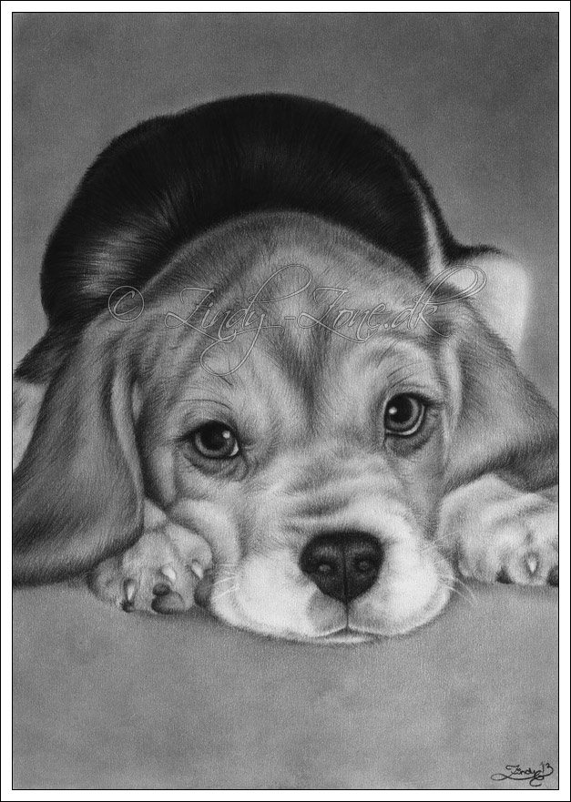 Cute for you Beagle Dog