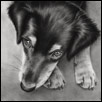 Play with me Dog Drawing