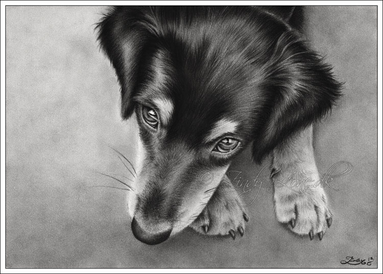 Play with me Dog Drawing