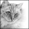 Ragdoll Kitten Sadia