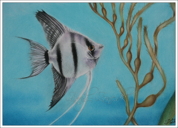 Angelfish by Zindy S. D. Nielsen