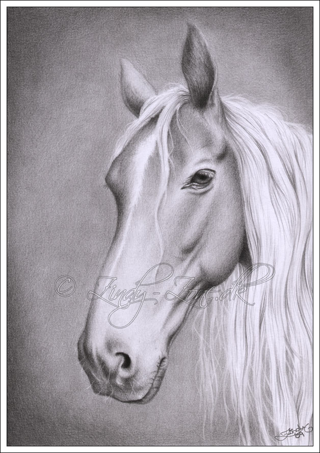 horse drawings in pencil. Zindy-Zone.dk - Mixed Pencil