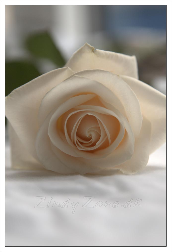 White Rose / Thank you