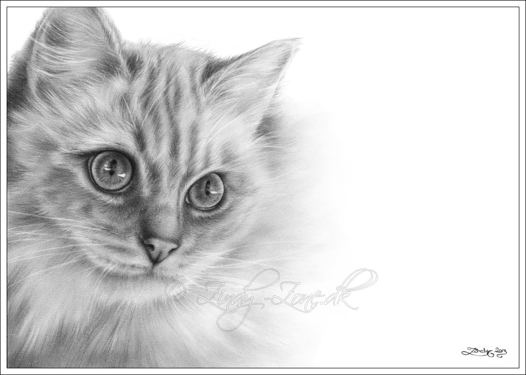 Zindy-Zone.dk - Animal Drawings - Ragdoll Cat Sadia